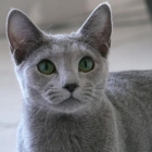 Русская голубая кошка, фото1