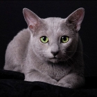 Русская голубая кошка, фото10