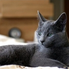 Русская голубая кошка, фото11