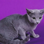 Русская голубая кошка, фото2