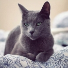 Русская голубая кошка, фото6