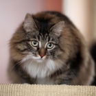 Сибирская кошка, фото1