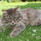 Сибирская кошка, фото10