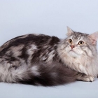 Сибирская кошка, фото15
