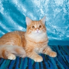 Сибирская кошка, фото4