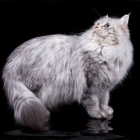 Сибирская кошка, фото6