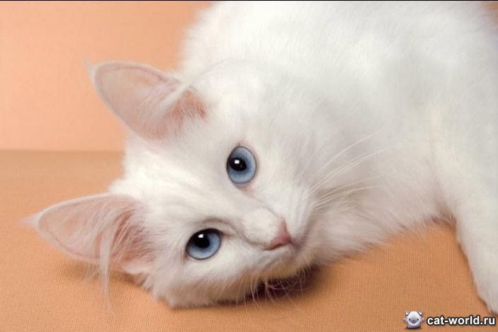 турецкая ангора кошка глаза голубые