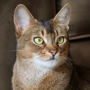 abyssinian-cat-wallpapers-03
