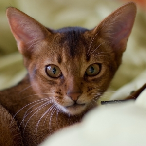 abyssinian-cat-wallpapers-07