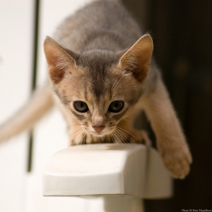 abyssinian-cat-wallpapers-14