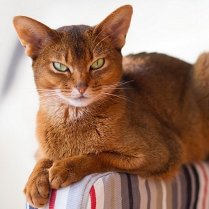 abyssinian-cat-wallpapers-19