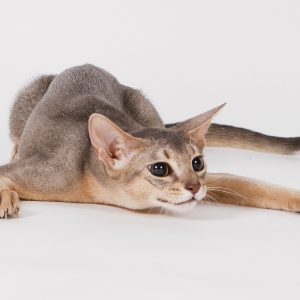 abyssinian-cat-wallpapers-20