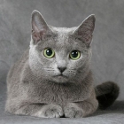 russian-blue-cat-foto2