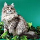 Сибирская кошка, дымчатый окрас2