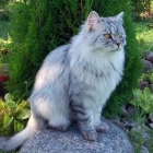 Сибирская кошка, дымчатый окрас3