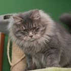 Сибирская кошка, дымчатый окрас4