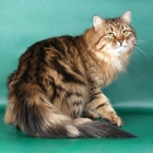 Сибирская кошка, табби1