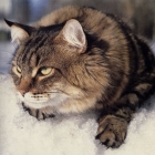 Сибирская кошка, табби2