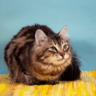 Сибирская кошка, табби4