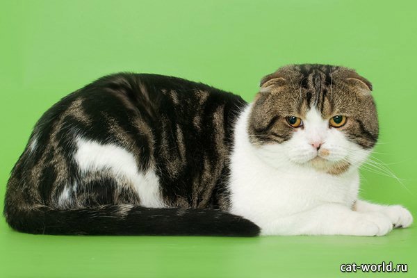 Шотландская вислоухая кошка: скоттиш фолд / хайленд фолд, фото, цена, окрасы,  видео | Кошкомир
