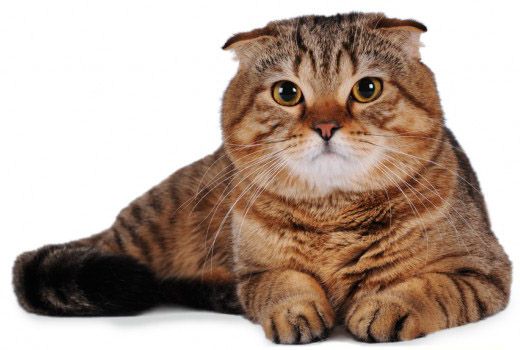 Шотландская вислоухая кошка: скоттиш фолд / хайленд фолд, фото, цена, окрасы,  видео | Кошкомир