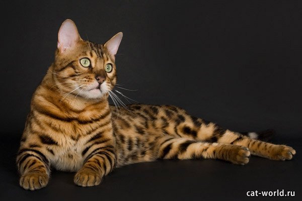 Бенгальская кошка: фото, цена, окрасы, видео, характер | Кошкомир